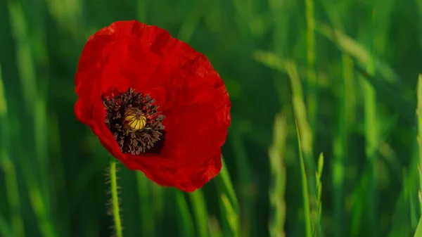 Lugn utsikt över röd vallmo blommar bland fascinerande grönt gräs äng. — Stockfoto