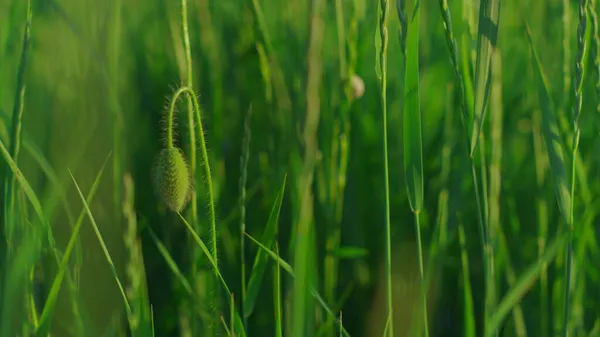 Крупним планом закрита макова квітка, що вирощує яскраво-зелене трав'яне поле. Закритий паперовий — стокове фото