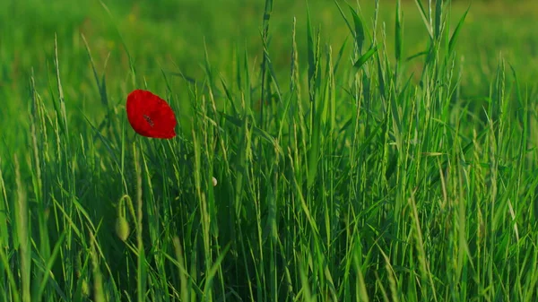 Flor de papoula vermelha única florescendo no campo de grama verde no dia de verão. Papaver — Fotografia de Stock