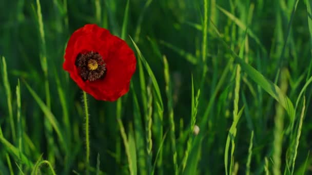 Closeup single opened poppy flower growing spring day. One vivid papaver petal — Stock Video