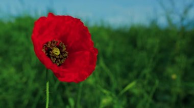 Yeşil çimen tarlasında yetişen kırmızı bir papaver çiçeği. Yakın plan yalnız gelincik çiçeği