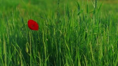 Yaz günü yeşil çimlerde açan tek bir kırmızı gelincik çiçeği. Papaver