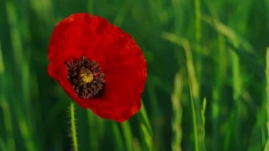 Büyüleyici yeşil çayırlar arasında açan kırmızı haşhaş manzarası.