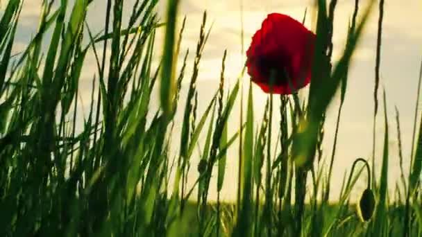 黄金の日の出を咲かせる美しいポピー。一枚の赤い花を咲かせます — ストック動画