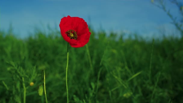 Sam żywy czerwony kwiat maku kołyszący się wiatr w zwolnionym tempie. Jeden kostki brukowej kwiat — Wideo stockowe