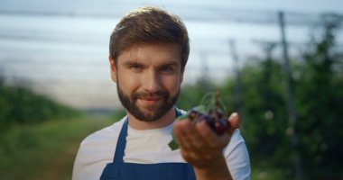 Başarılı erkek girişimci yazın taze böğürtlen topluyor..