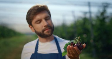 Tarım çiftliğinde kiraz tutan odaklı girişimci. Çiftlik kavramı.