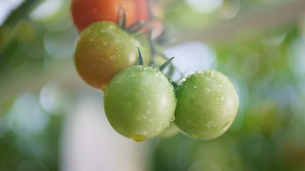 Nasse grüne rote Tomaten hängen Stängel Strauch Nahaufnahme. Makro-Appetit-Essen-Konzept. — Stockfoto