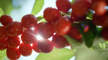 Ağacın dalında kırmızı, ıslak kiraz parlıyor. Meyve, vitamin tazeliğiyle dolu..