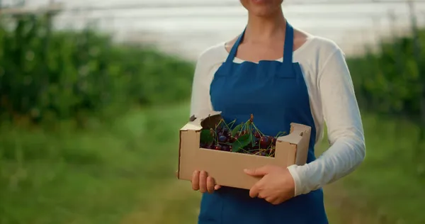 Κήπος γυναίκα παρουσίαση κουτί συγκομιδή με μούρο σε ηλιόλουστη φυτεία γεωργίας. — Φωτογραφία Αρχείου