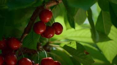 Çiftlik çiftliğindeki organik kiraz yaprağı dalı. Serada olgunlaşan dutlar.