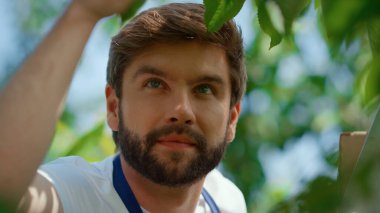 Bahçıvan portresi. Bahçede meyve topluyor. Gülümsüyor.