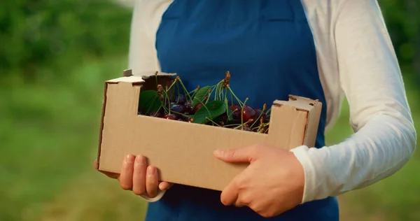 Manos sosteniendo caja de jardín con cereza fresca en la plantación de frutas de agricultura. — Foto de Stock