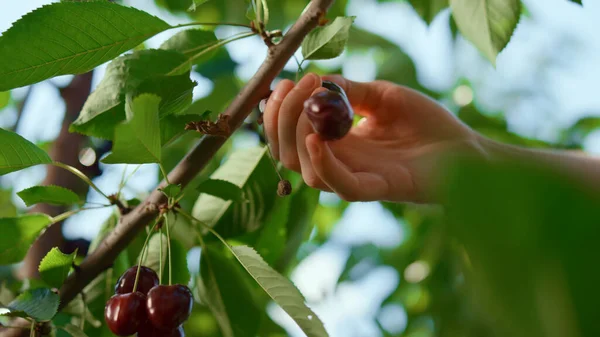Hand eines Bauern beim Sammeln roter Beeren auf Plantagen in Großaufnahme. Geschäftskonzept für die Landwirtschaft — Stockfoto
