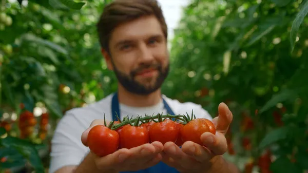 Zemědělský dělník ukazující červená organická rajčata mezi zelenými rostlinami ve skleníku — Stock fotografie