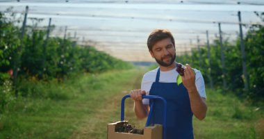 Tarım adamı taze kirazı güneşli açık havada, modern yeşil evde kutuya koyuyor..