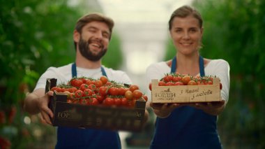 Sera çiftliğinde domates sebze sepeti gösteren bir çiftçi..