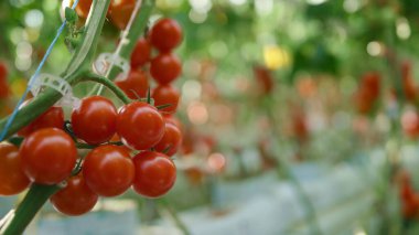Sıcak, modern sera konseptine göre ağaç dalında yetişen yakın kırmızı domatesler.