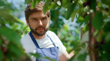 Bahçıvan adam tarım arazisi portresindeki kiraz dallarını biçiyor.