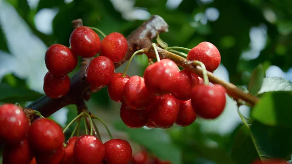 Ramo di frutta rosso acido maturazione albero da giardino primo piano. Concetto di vitamina stagionale. — Foto Stock