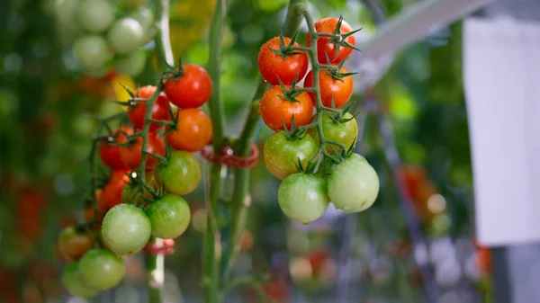 緑色の赤いチェリートマトのぶら下げ植物の茎を閉じます。生の農村ビタミンの概念. — ストック写真