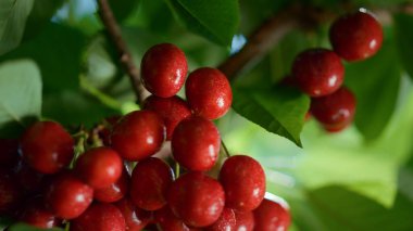 Yaz ağacına yakın bir yerde ıslak kiraz salkımı. Sağlıklı beslenme konsepti.