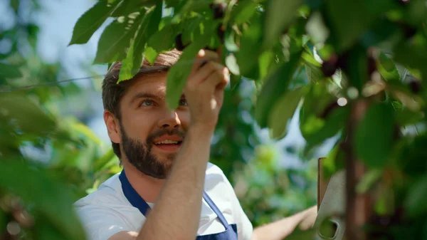 Trabajador del jardín recogiendo ramas de cerezo disfrutando en plantación verde. Concepto agronómico — Foto de Stock