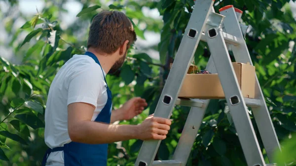Mezőgazdasági munkás betakarítás cseresznye gyümölcsök fák békés nyári kertben — Stock Fotó