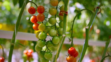 Güneşli bir günde olgunlaşan kiraz domatesleri. Yüksek antioksidan konsepti