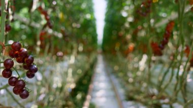 Kırmızı kirazlı domates çiftliği serası. Oganik tarım küçük sanayi