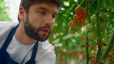Erkek çiftçi domatesleri inceliyor. Sıcak, modern sera portresi kalitesinde bitkiler.