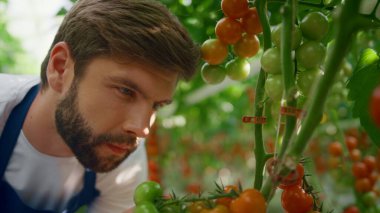 Domatesleri denetleyen çiftçi yaz yeşili tarla portresi.