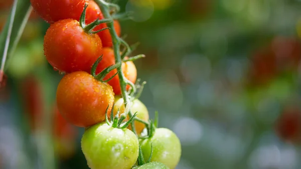 Красно-зеленый помидор черри созревает на растительном стебле крупным планом. Сырые органические овощи — стоковое фото