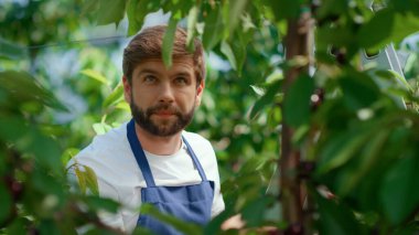 Çiftlik sahibi yaz çiftliğinde kiraz ağacı topluyor. Tarım sektörü kavramı