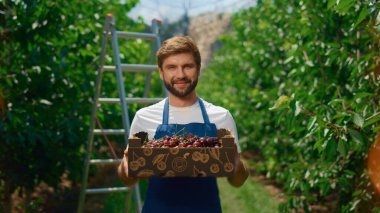 Yeşil yaz bahçesinde kiraz kasası tutan çiftçi. Tarım kavramı