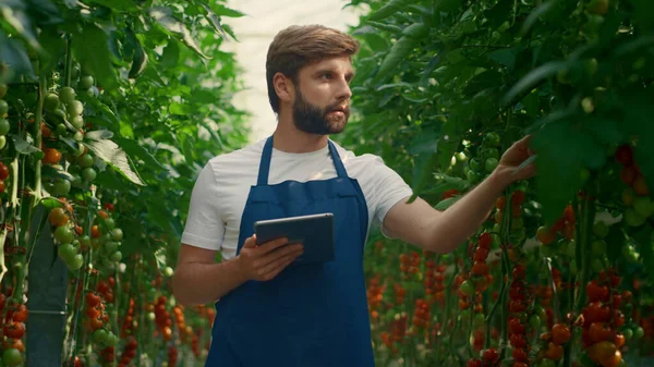 Científico botánico recogiendo tabletas de investigación cosechando tomates en invernadero — Foto de Stock