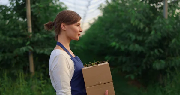 Agronom lleva caja de cerezas cosecha ecológica en el jardín de plantación de fruta moderna eco. — Foto de Stock