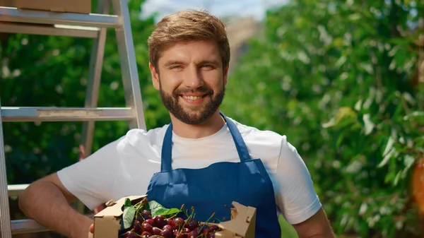 Uśmiechnięty pracownik ogrodu niosący skrzynię wiśni na naturalnej plantacji rolnej — Zdjęcie stockowe