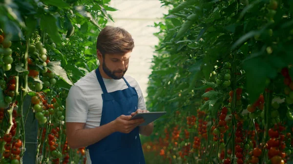 Pracownik gospodarstwa sprawdzający poziom wzrostu pomidorów technologicznych w szklarni — Zdjęcie stockowe