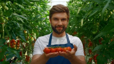 Domates hasadını gösteren bir tarım işçisi. Büyük yeşil bahçede gülümsüyor.