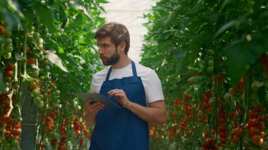 Erkek çiftçi, büyük çiftlikte teknolojik tablet domates üretim seviyesini kontrol ediyor.