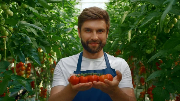 Pracownik gospodarstwa pokazuje pomidory zbiorów uśmiechnięty w zielony duży ogród zbliżenie — Zdjęcie stockowe