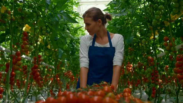 Coltivatrice coltivatrice di pomodori piantagione serra. Gustosa nutrizione dei terreni agricoli maturi — Foto Stock