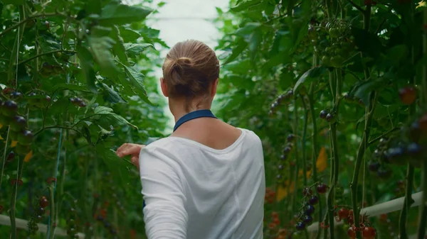 Donna contadina piantagione di pomodoro coltivazione di piante. Attività agro-vegeticole — Foto Stock