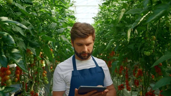 Agro científico inspeccionando crecimiento tomate plantación tableta en invernadero moderno — Foto de Stock
