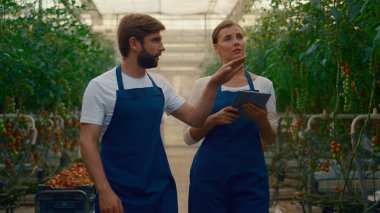 Agronom ekibi seradaki domates kalitesini inceliyor. Sekme ile veri toplanıyor.