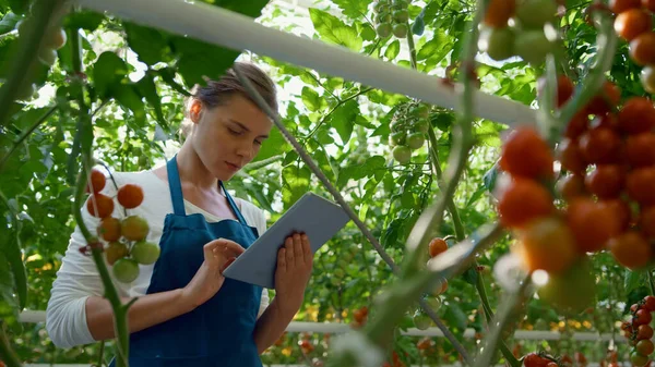 Propietario de agronegocios comprobando calidad de tomates con tableta tecnológica en granja — Foto de Stock