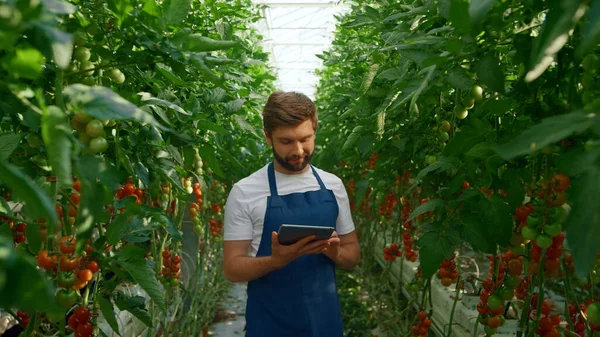 Człowiek rolnik zbieranie badań uprawy nowoczesne urządzenie w dużej plantacji — Zdjęcie stockowe