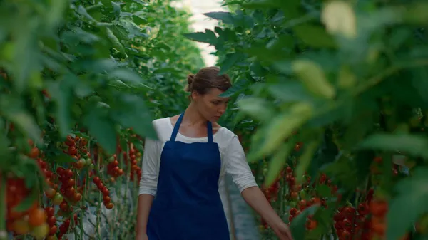 农场工人在现代种植园检查西红柿蔬菜生长情况. — 图库照片