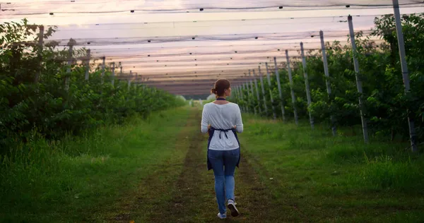 Vrouw boer wandelen controleren van biologische gewas in zonsondergang kas plantage. — Stockfoto